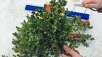Palmstockbasteln für Kinder
