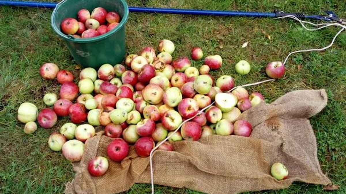 Reiche Apfelernte im Pfarrgarten